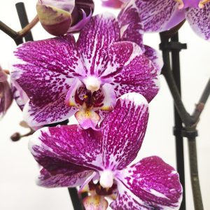 Phalaenopsis V.12 - 2 Hastes