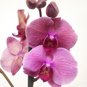 Phalaenopsis V.12 - 3 Hastes