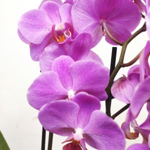 Phalaenopsis V.12 - 3 Hastes