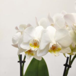 Phalaenopsis V.12 - 3 Hastes