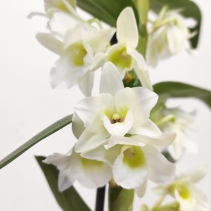 Dendrobium Nobile Star Class Apollon