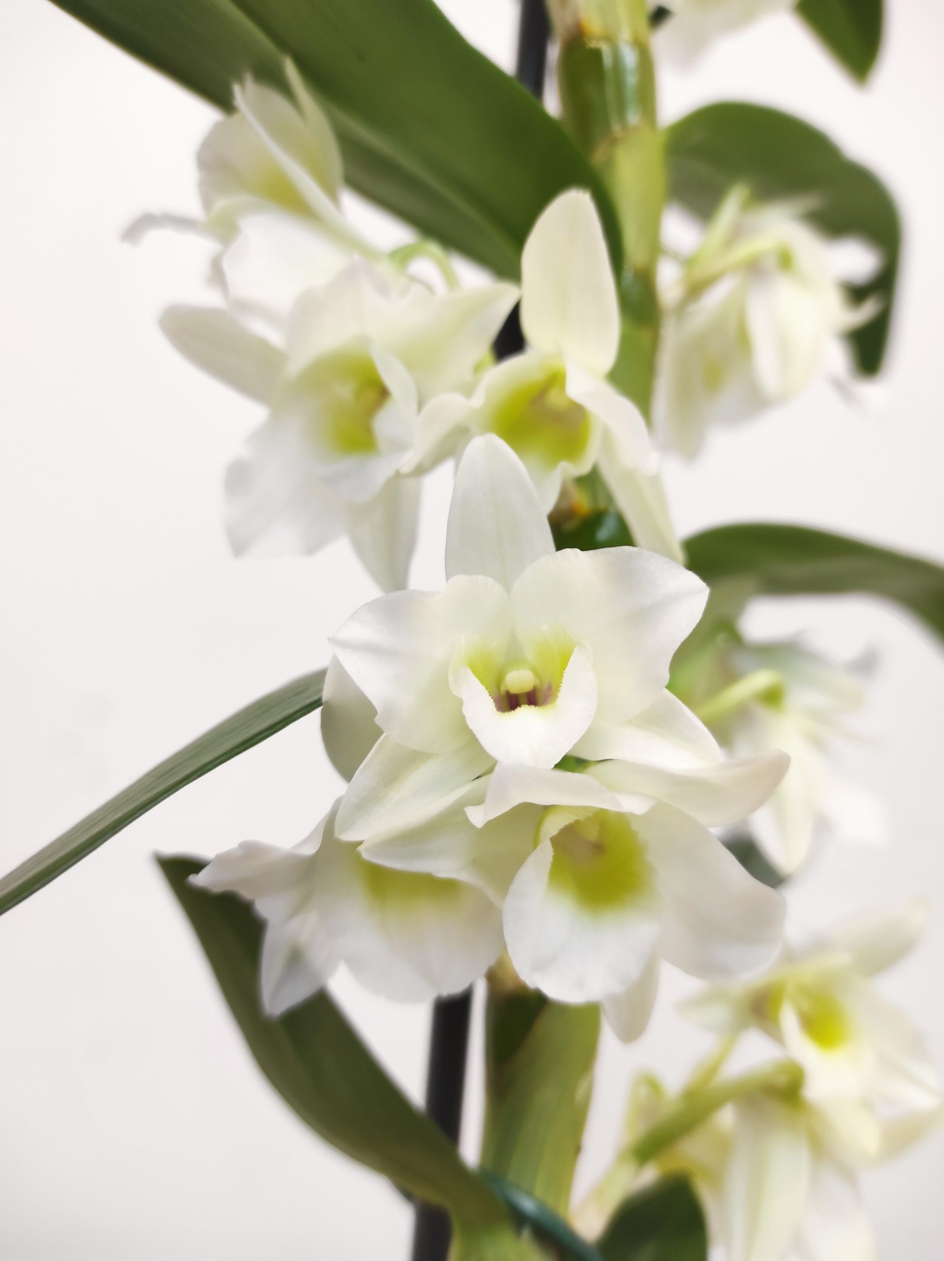 Dendrobium Nobile Star Class Apollon