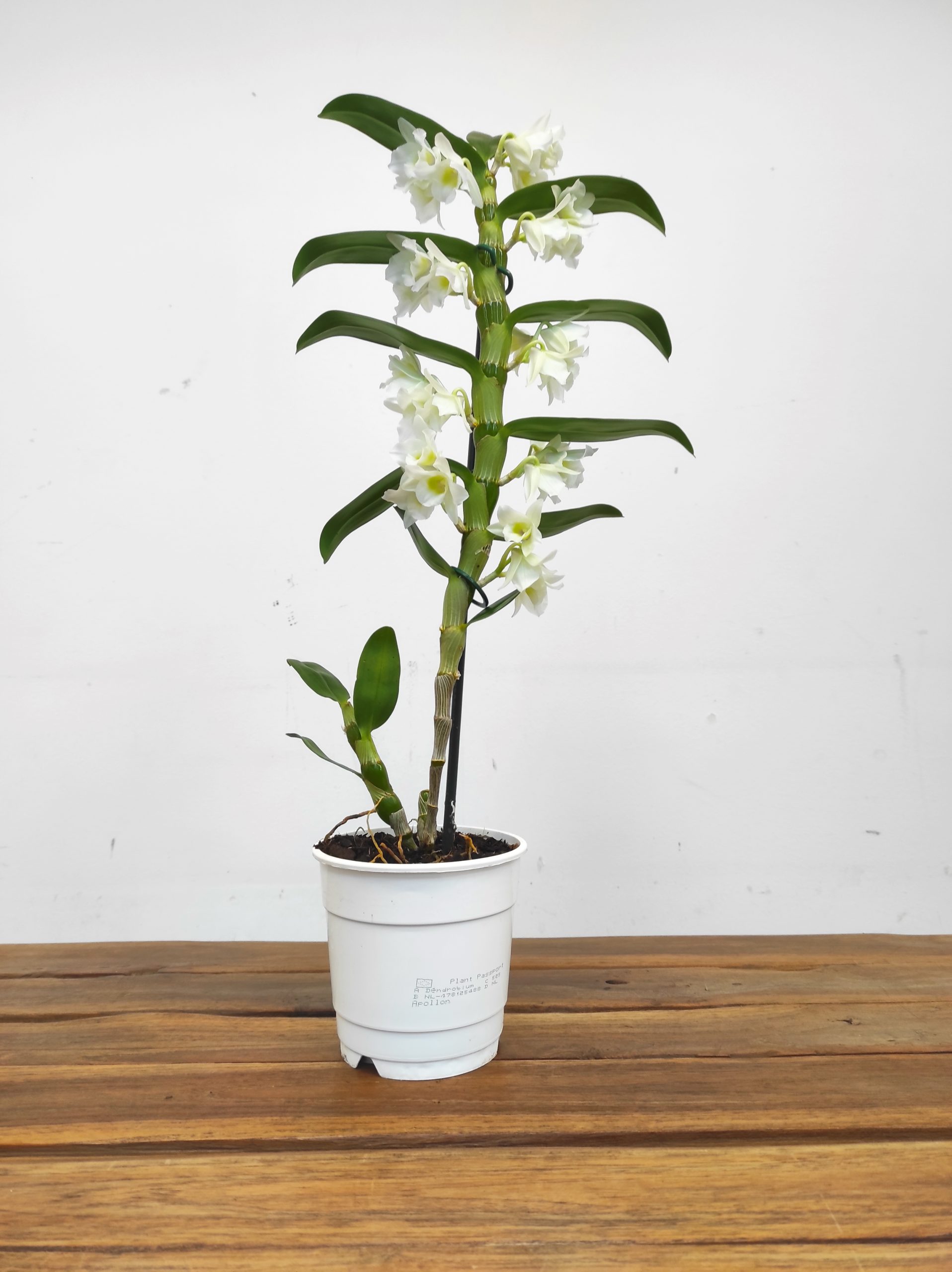 Dendrobium Nobile Star Class Apollon - Image 2
