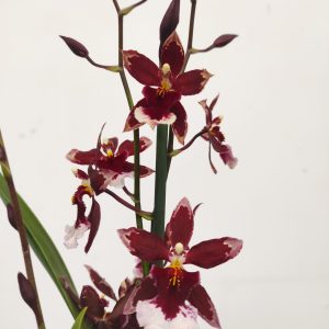 Cambria Barrocco Red 2/3 Hastes