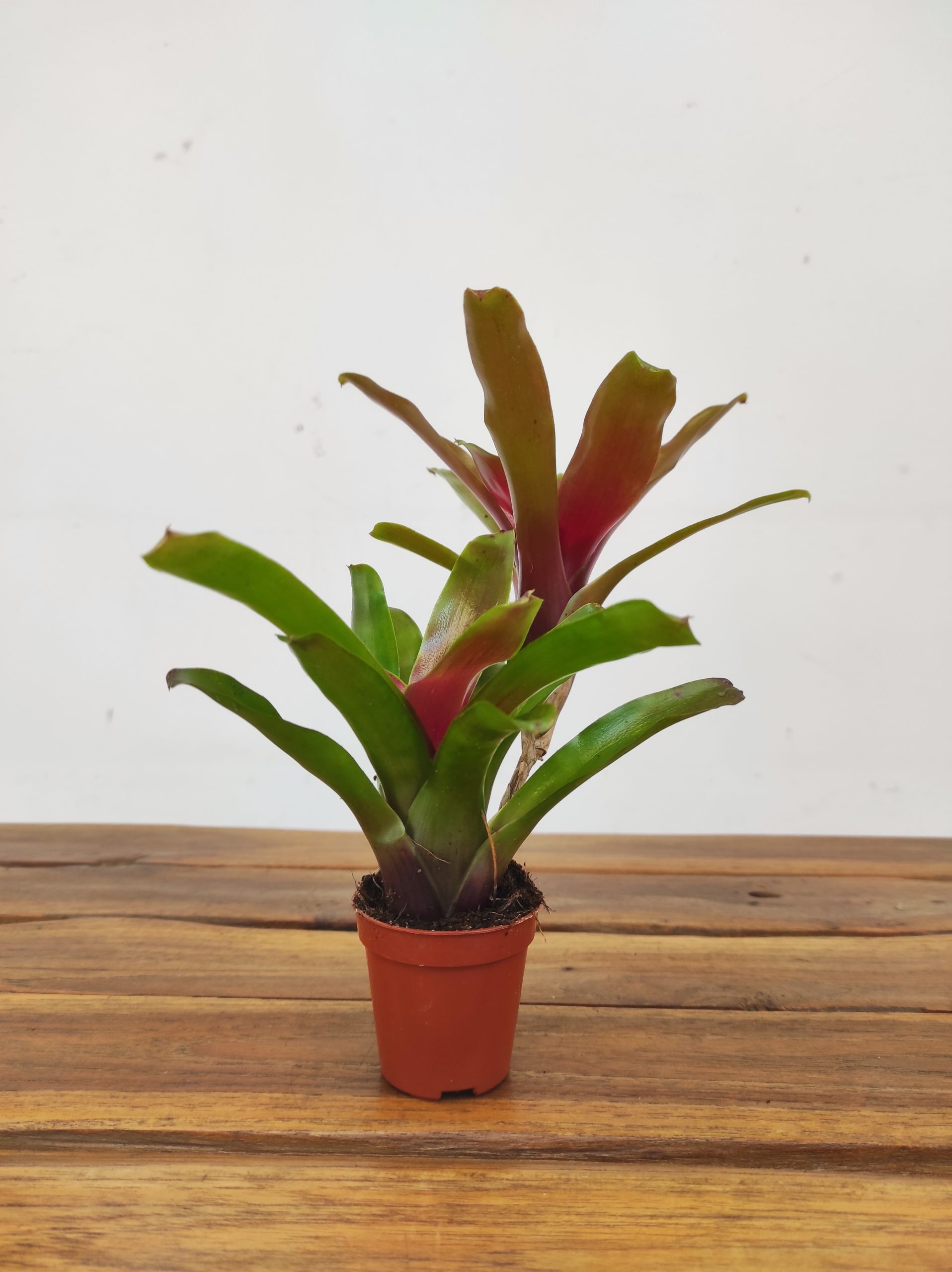 Guzmania 'Intro' - Image 2