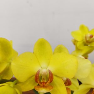 Phalaenopsis V.7