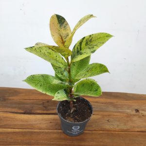 Ficus Elastica Shivereana Variegata