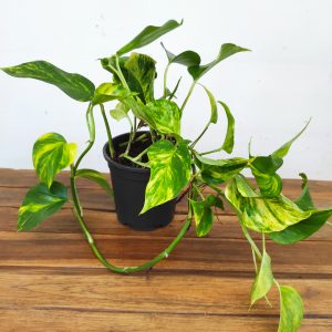 Epipremnum Pinn. 'Aureum' V.15