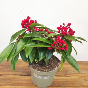 Skimmia Jap. Subsp. Reevesiana