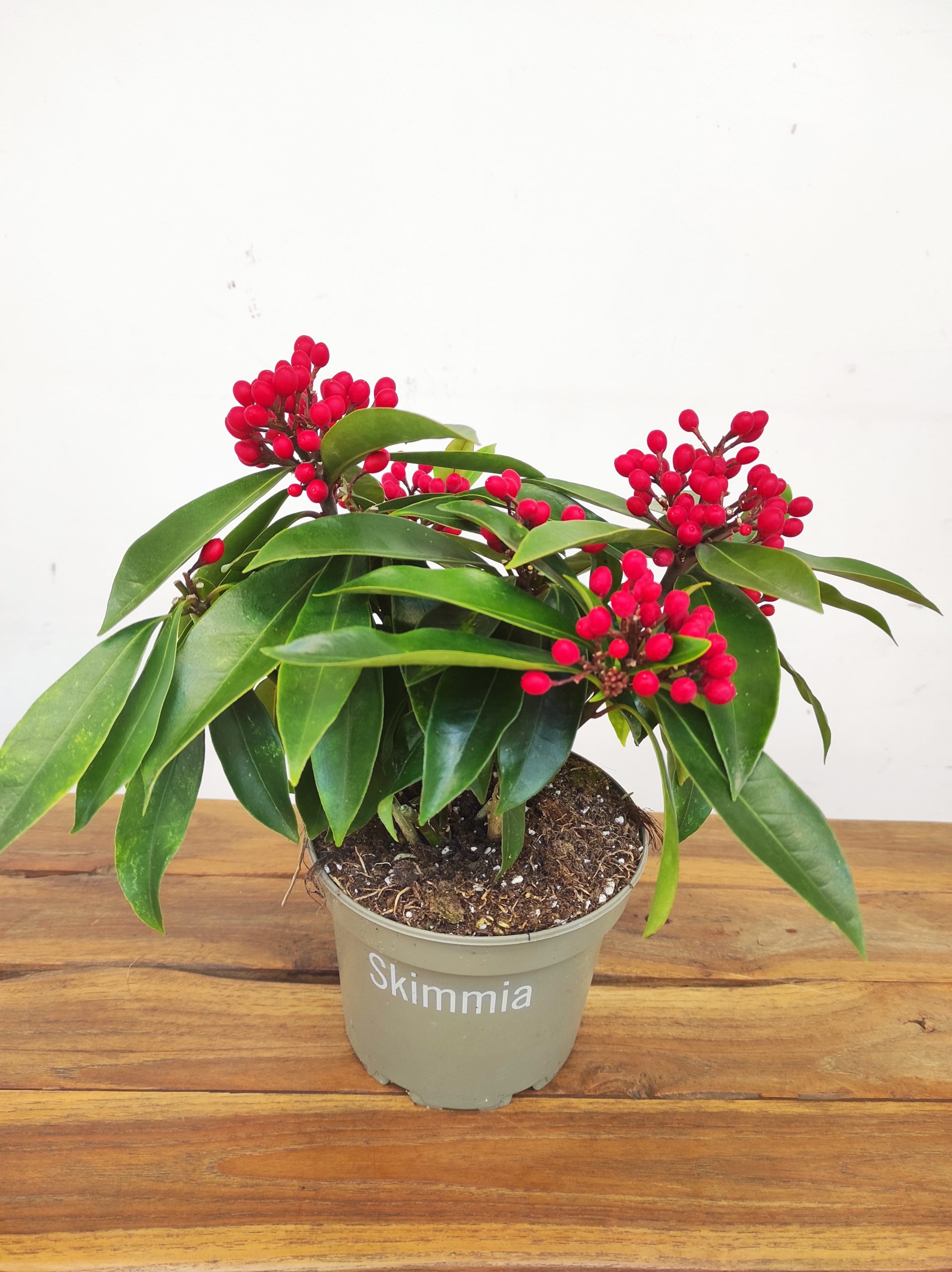 Skimmia Jap. Subsp. Reevesiana