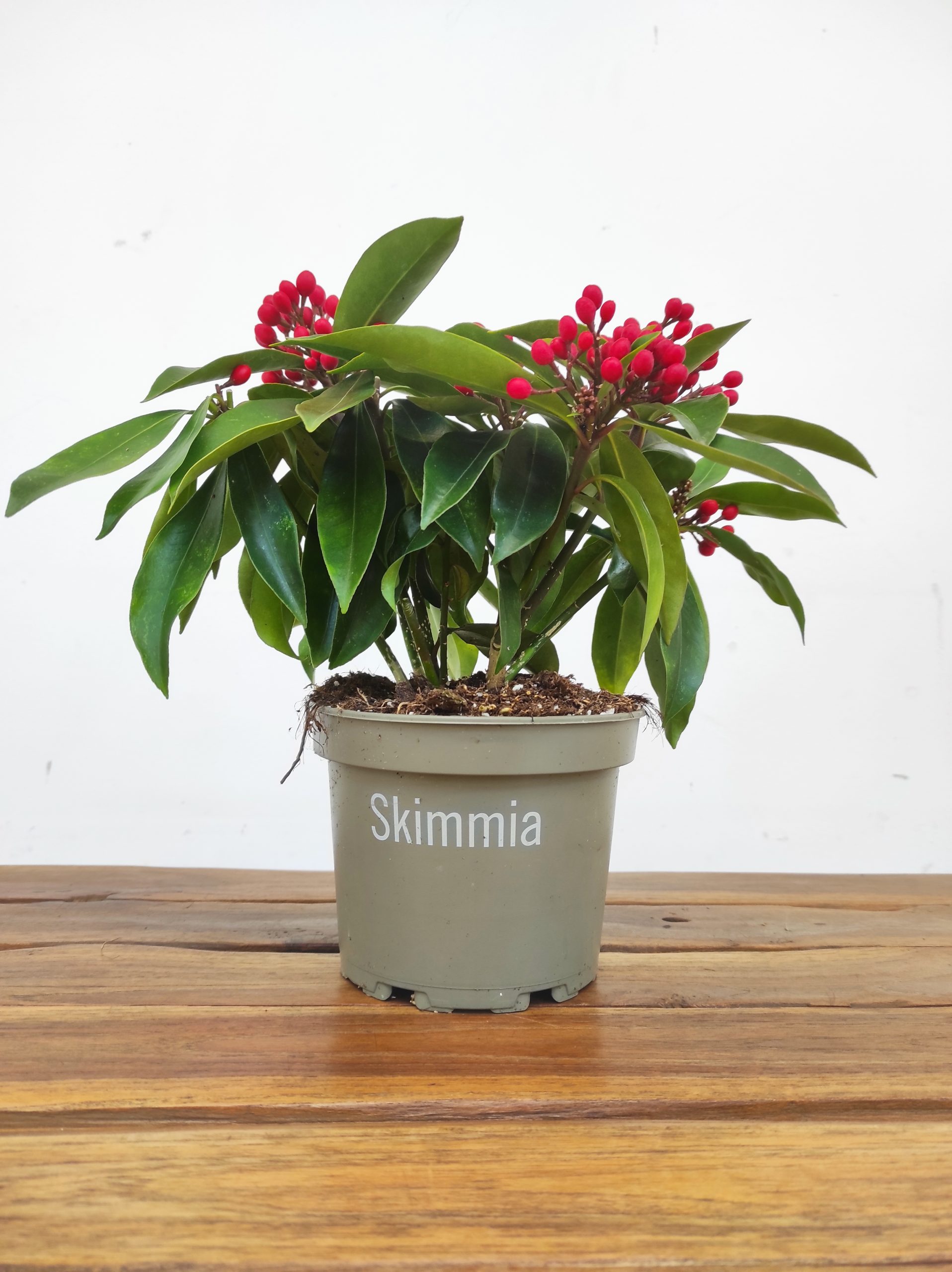 Skimmia Jap. Subsp. Reevesiana - Image 2