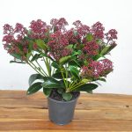 Skimmia Jap. 'Rubella'
