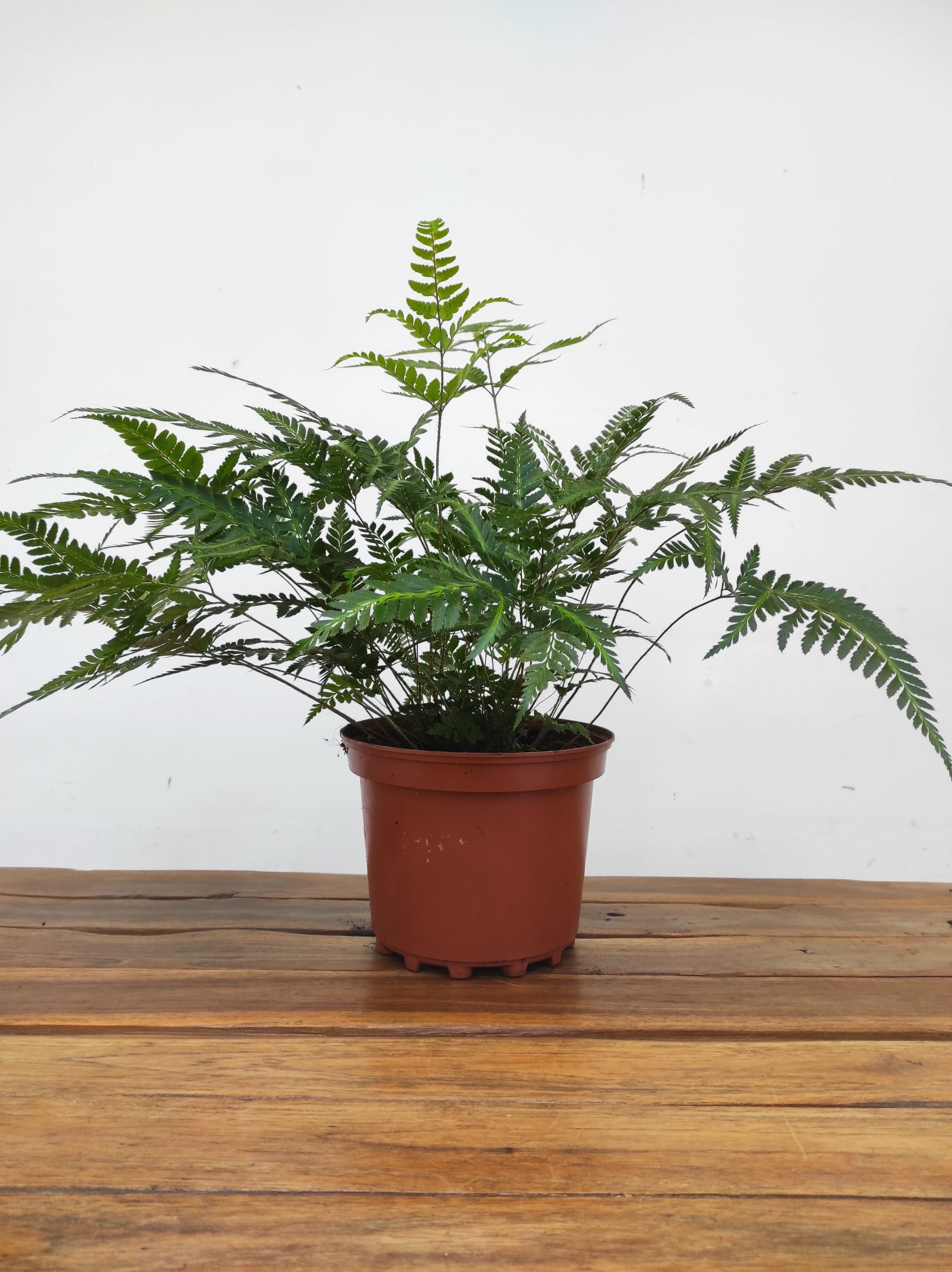 Feto Variegata - Image 2