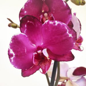 Phalaenopsis V.12