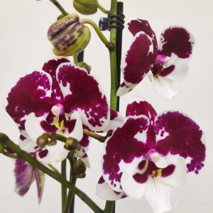 Phalaenopsis V.12