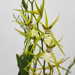 Brassia Summer Dream