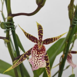 Brassia Summer Dream