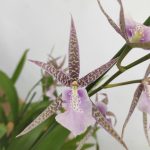 Brassia Summer Dream