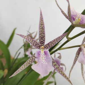 Brassia Summer Dream
