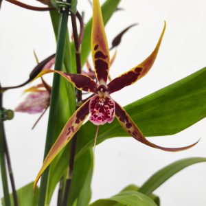 Brassia Summer Dream