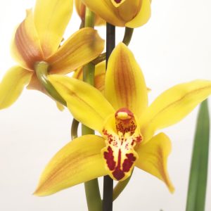 Cymbidium 2-3 hastes