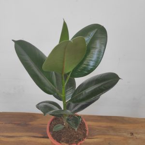 Ficus Elastica Robusta