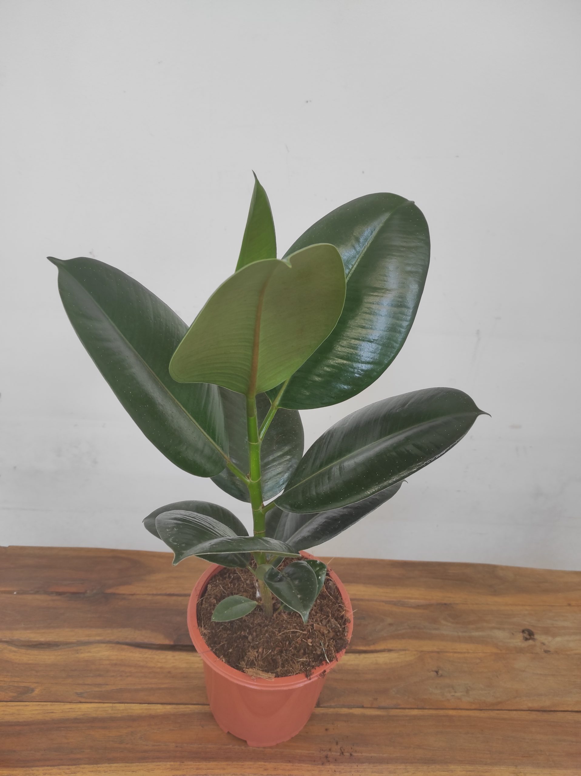 Ficus Elastica Robusta