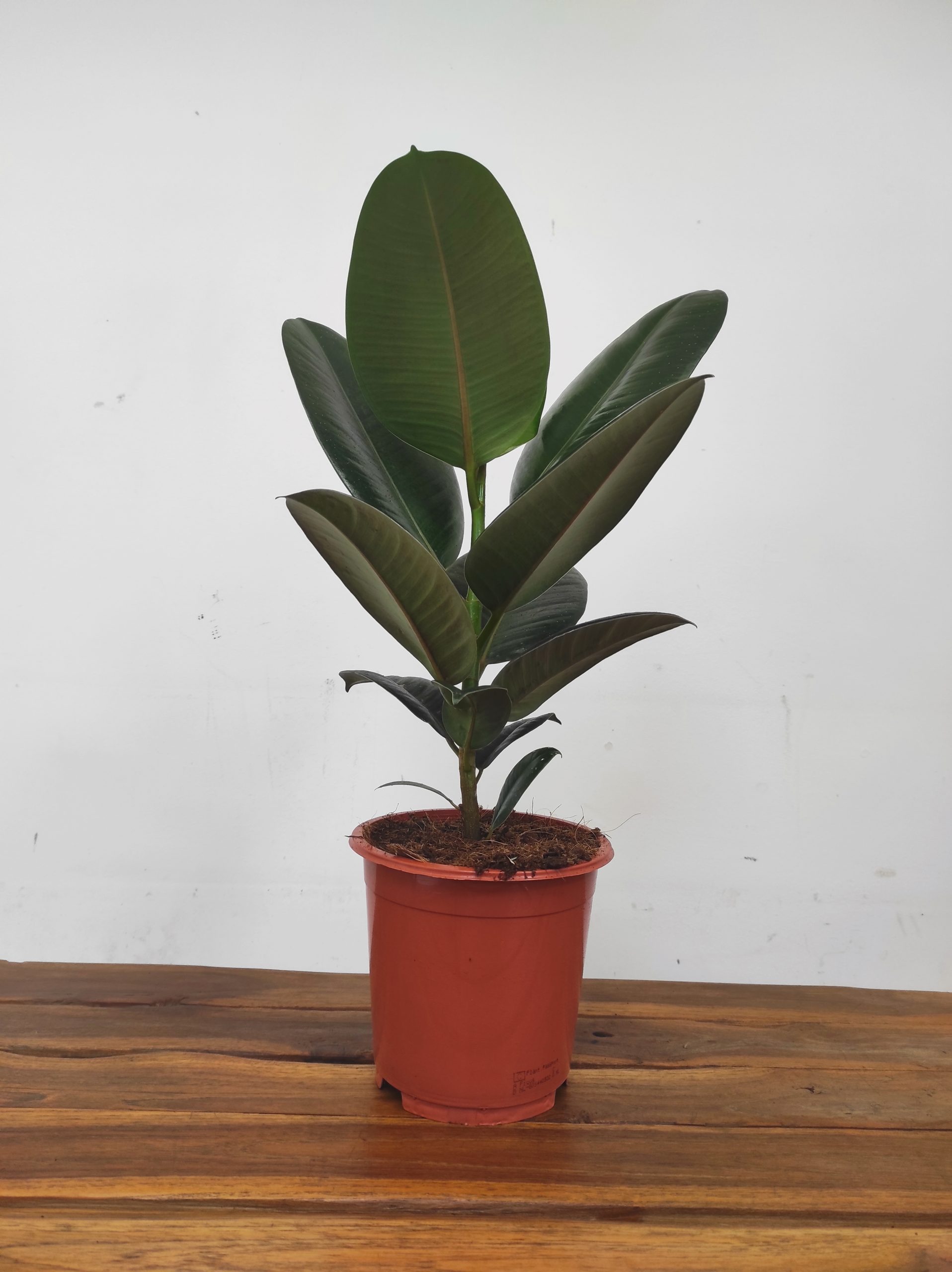 Ficus Elastica Robusta - Image 2