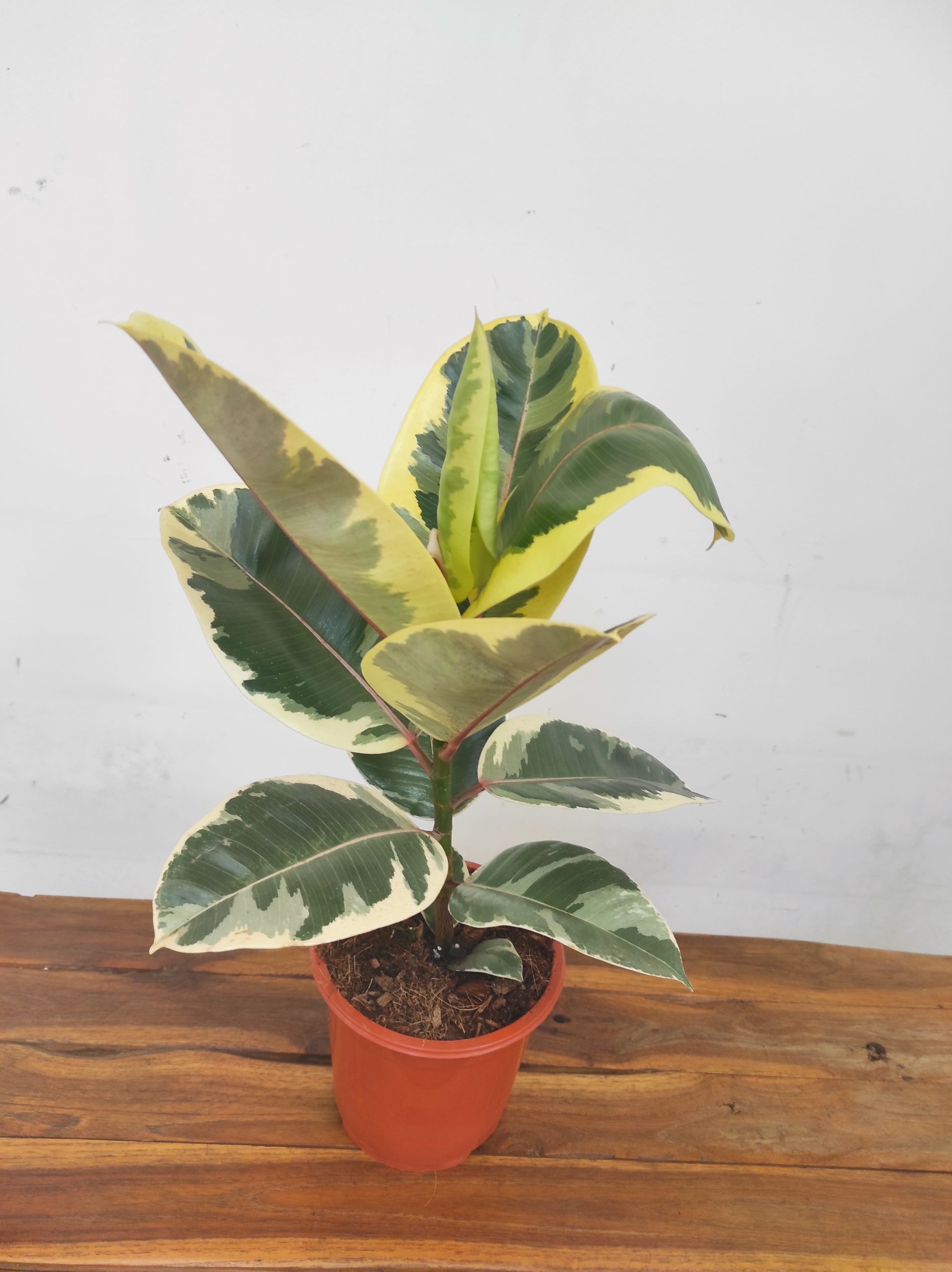 Ficus Elastica Tineke