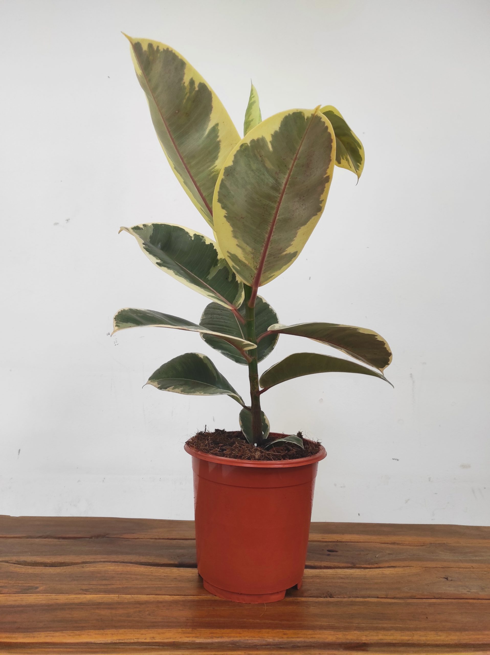 Ficus Elastica Tineke - Image 2