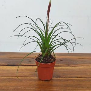 Vriesea Correia Araujoi