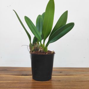 Bulbophyllum - Sem Flor