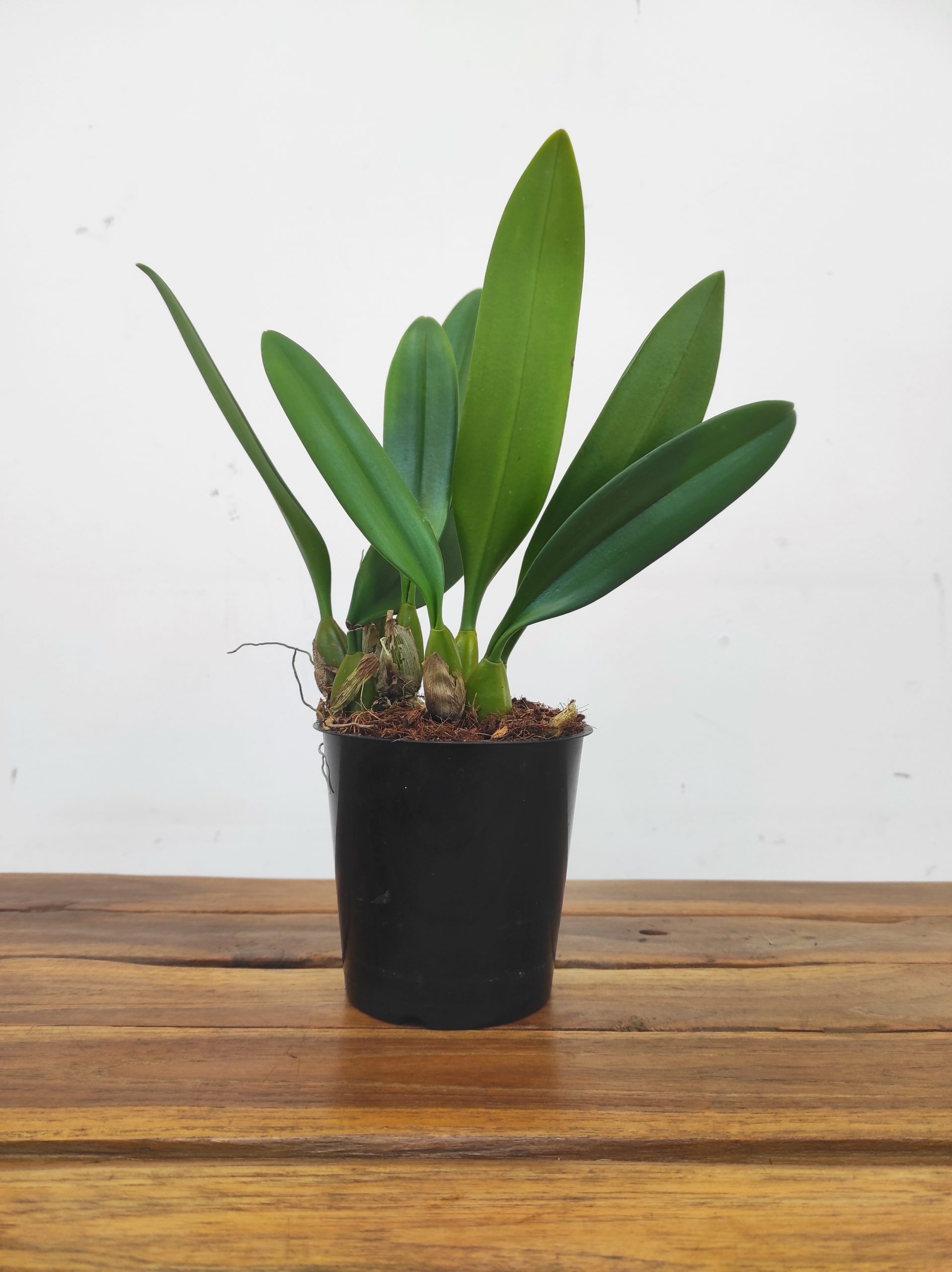 Bulbophyllum Elizabeth Ann Buckleberry - Sem Flor