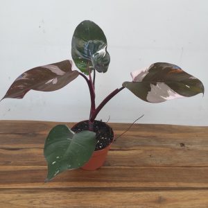 Philodendron Red Anderson Pink