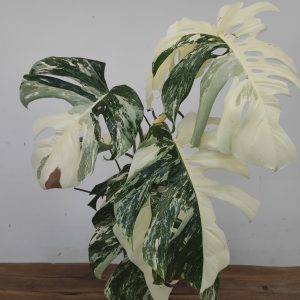 Monstera Deliciosa Variegata