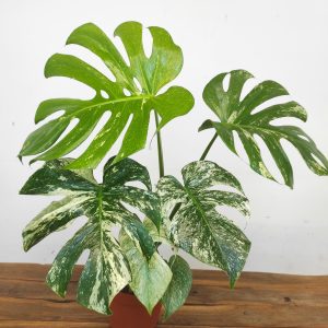 Monstera Mint White Monster