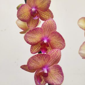 Phalaenopsis V.12