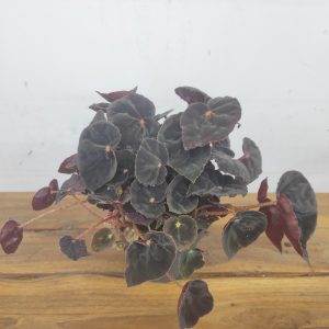 Begonia Magic Colours Conga