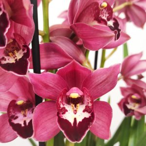 Cymbidium Red 2-3 Hastes