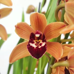 Cymbidium Hazel 2-3 Hastes