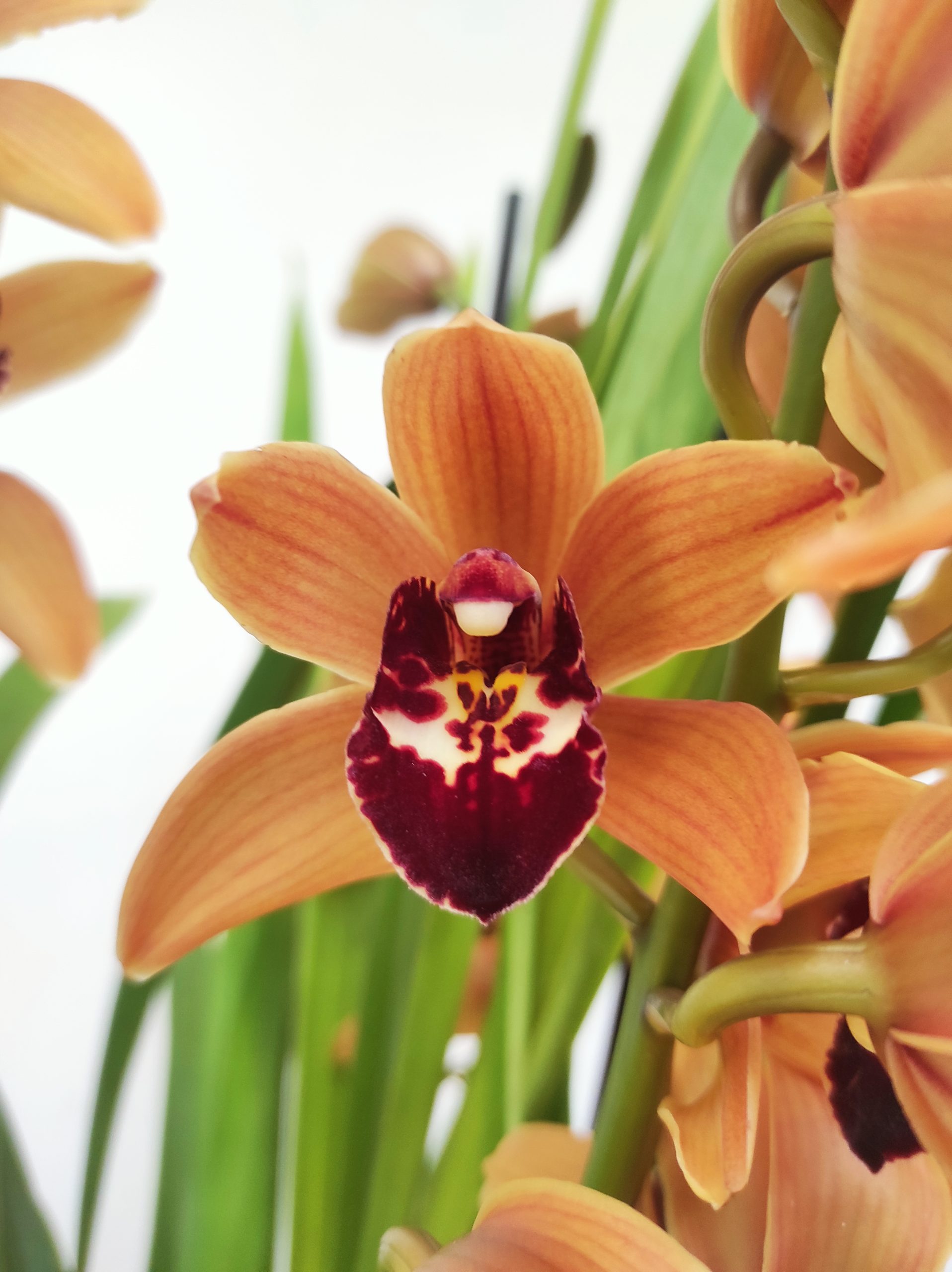 Cymbidium Hazel 2-3 Hastes