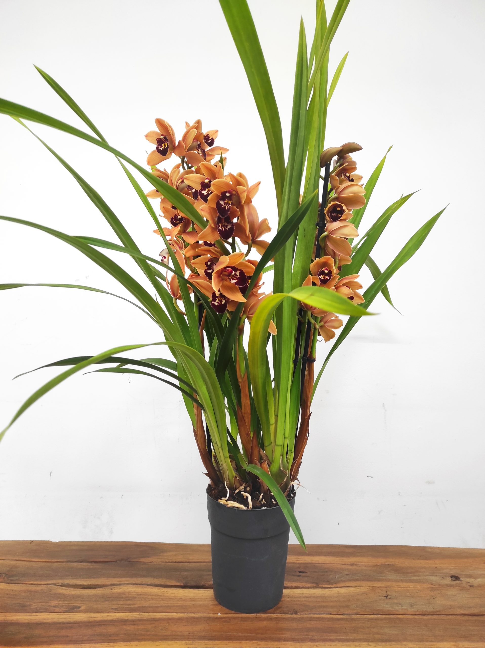 Cymbidium Hazel 2-3 Hastes - Image 2