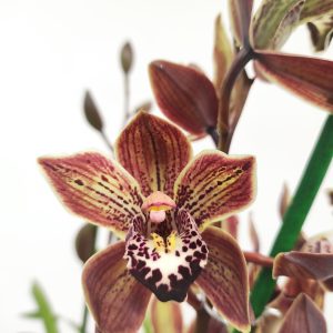 Cymbidium Castanha - 2 Hastes