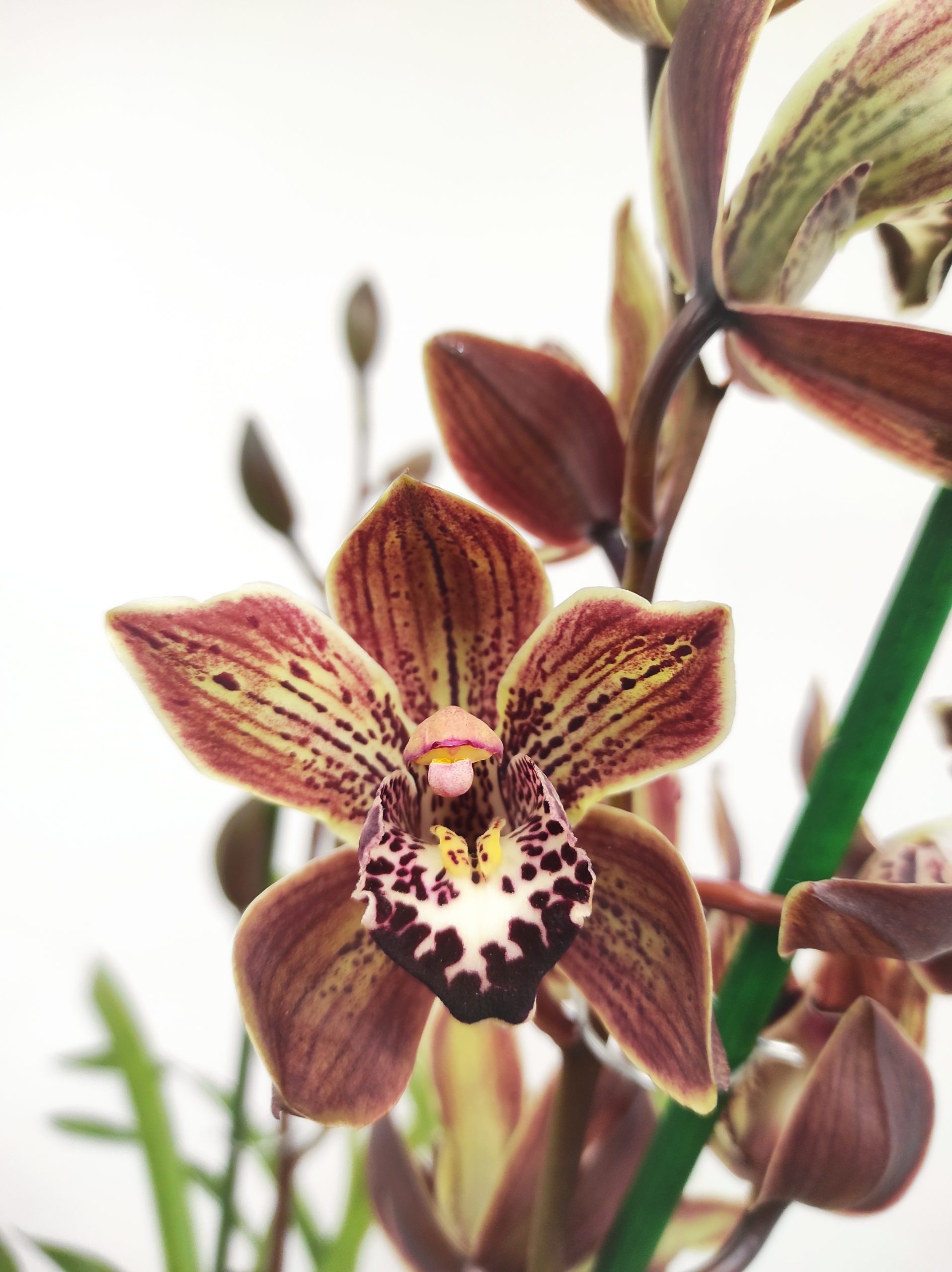 Cymbidium Castanha - 2 Hastes