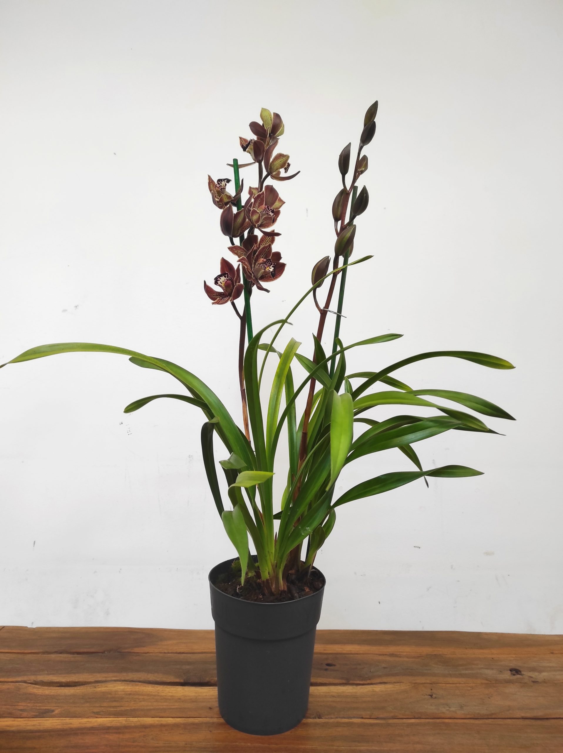 Cymbidium Castanha - 2 Hastes - Image 2
