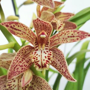 Cymbidium Paulista Castanha 3-4 Hastes