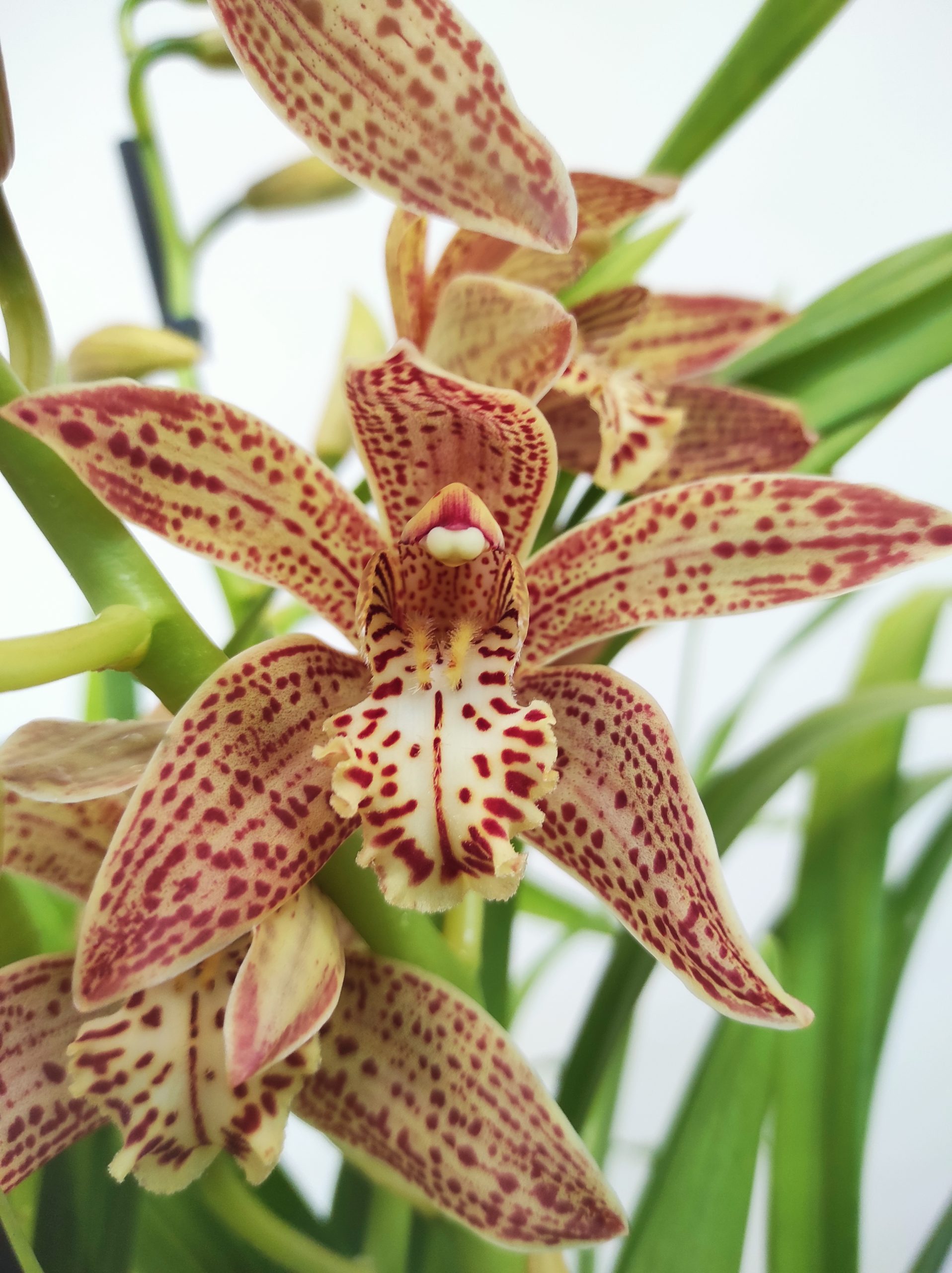 Cymbidium Paulista Castanha 3-4 Hastes