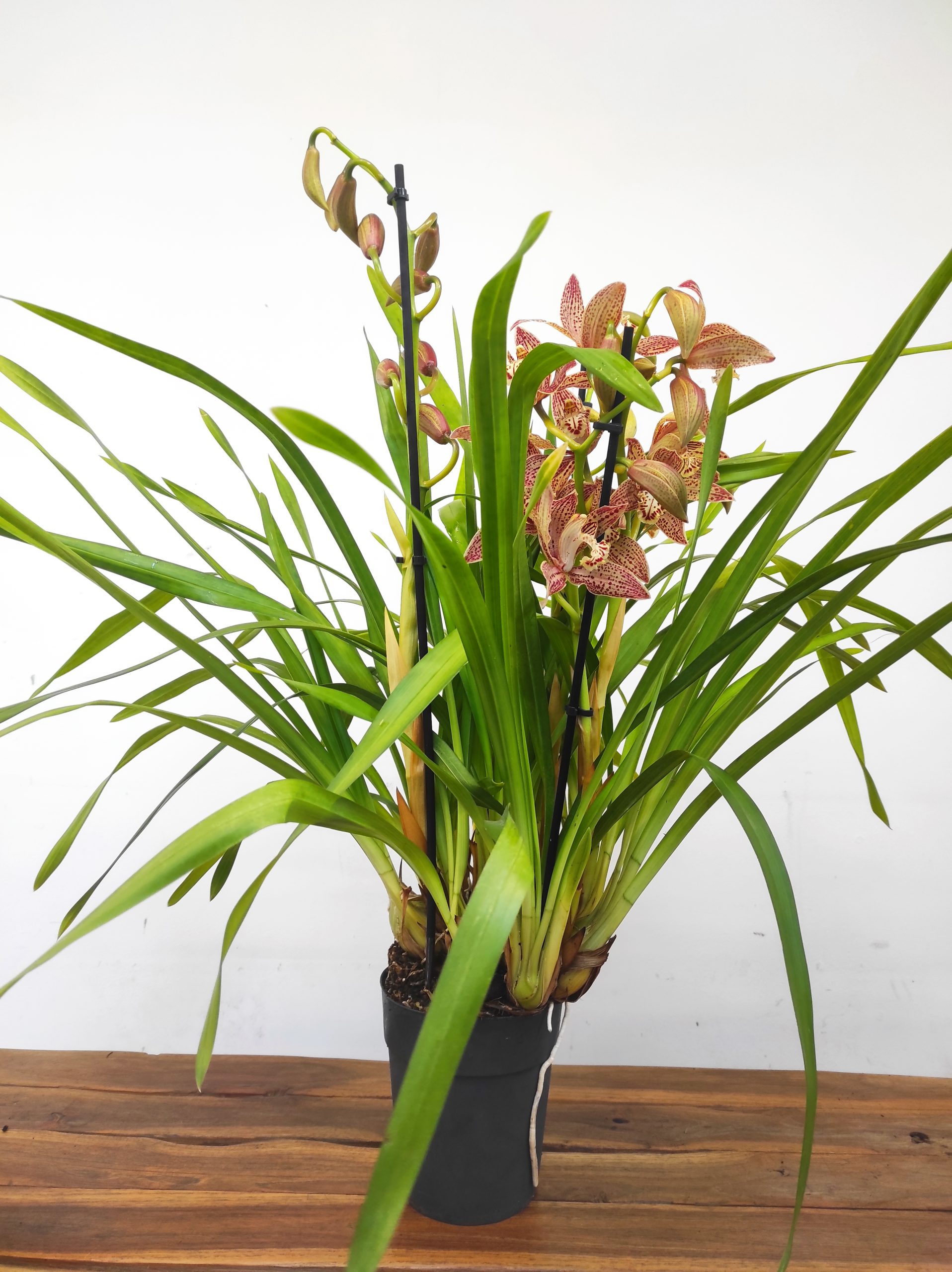 Cymbidium Paulista Castanha 3-4 Hastes - Image 2