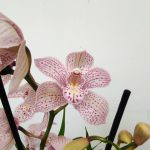 Cymbidium Paulista Rosa 2 Hastes