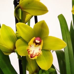Cymbidium Verde 2-3 Hastes